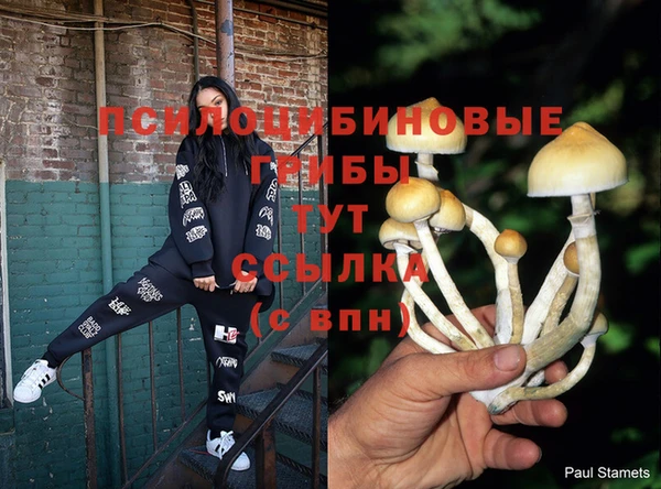 ГАЛЛЮЦИНОГЕННЫЕ ГРИБЫ Белокуриха
